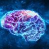 Εγκέφαλος: Τα 2 φαγητά που τον προστατεύουν από την άνοια