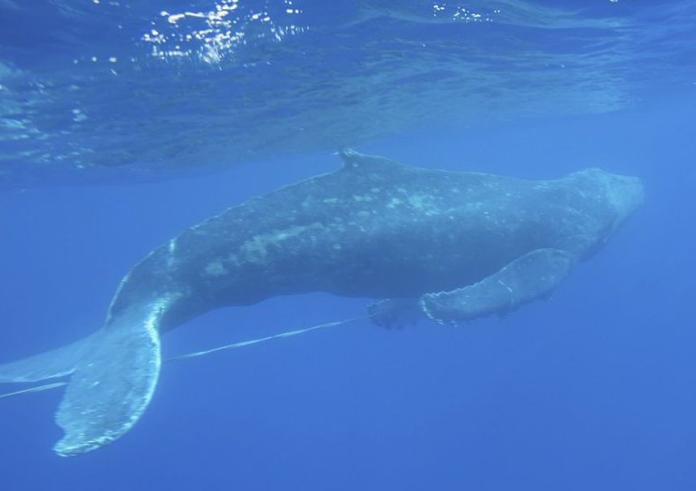 Τεράστια φάλαινα χτυπάει μικρό σκάφος
