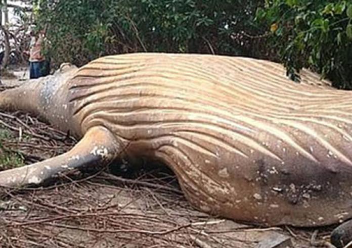 Μυστήριο με φάλαινα που βρέθηκε νεκρή σε δάσος στον Αμαζόνιο