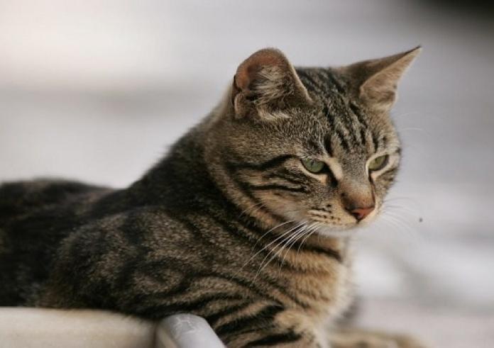 Θεσσαλονίκη: Κλώτσησε αδέσποτη γάτα και συνελήφθη – Έφαγε πρόστιμο 5.000 ευρώ
