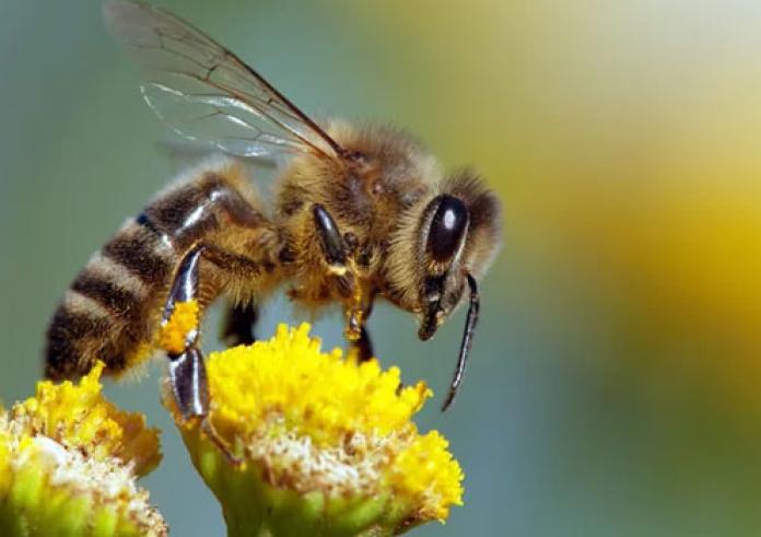 Τσίμπημα από μέλισσα, σφήκα ή άλλα έντομα: Τι να κάνετε
