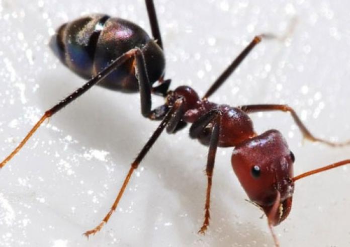 Μυρμήγκια που συνουσιάζονταν έκοψαν το ίντερνετ σε χωριό στη Γερμανία