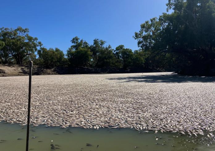 Αυστραλία: Εκατομμύρια νεκρά ψάρια γέμισαν ποταμό