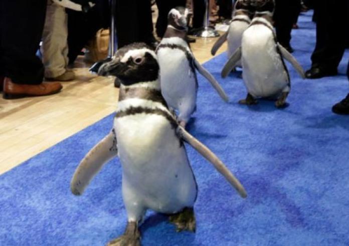 Ιαπωνία: Πιγκουίνοι κάνουν απεργία πείνας γιατί δεν θέλουν να φάνε φθηνή τροφή