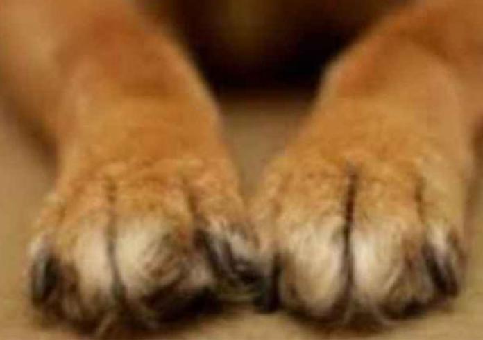 Παρίσι: Σκύλος κόλλησε ευλογιά των πιθήκων από τους ιδιοκτήτες του