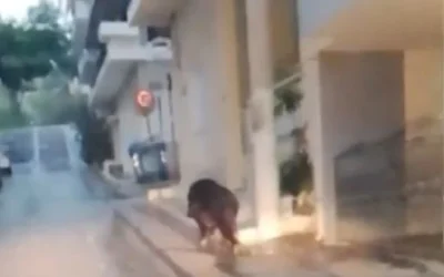 Απίστευτο περιστατικό στο Περιστέρι: Αγριογούρουνο έκανε πρωινή βόλτα στα στενά της πόλης