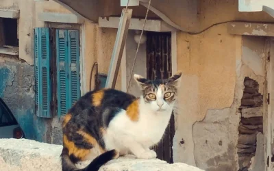 Εξάπλωση του επικίνδυνου μύκητα: Απειλή για γάτες, άγρια είδη και ανθρώπους