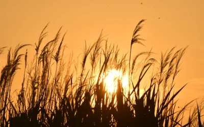 Καιρός: Λιακάδα με τοπικές βροχές και θερμοκρασίες έως 33 βαθμούς. Πολύ ισχυρά μελτέμια στο Αιγαίο