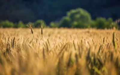 Ακαθάριστα οικόπεδα: Λήγει η προθεσμία στις 22 Ιουνίου – Σαρωτικοί έλεγχοι και πρόστιμα-φωτιά από την Τρίτη