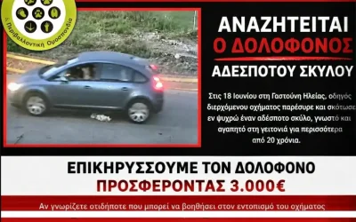 Γαστούνη: Επικήρυξη 3.000 ευρώ για τον οδηγό που σκότωσε αδέσποτο σκύλο