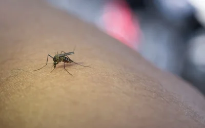 Γιατί τα κουνούπια τσιμπάνε εσάς και όχι τους άλλους: Επιστημονικές εξηγήσεις