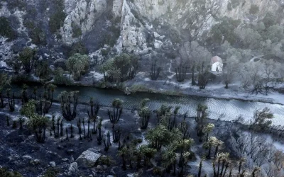 Πρέβελη:Το εντυπωσιακό φοινικόδασος παραδόθηκε στις φλόγες