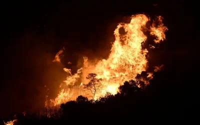 Εφιαλτική νύχτα με αναζωπυρώσεις στο Ρέθυμνο: Τεράστια καταστροφή στο φοινικόδασος στην Πρέβελη