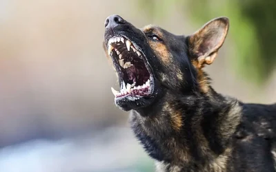12χρονος δέχθηκε επίθεση από σκύλο στο Ηράκλειο: «Με δάγκωσε 2-3 φορές και έτρεξα στο σπίτι»