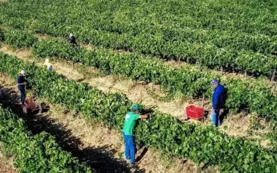 Αγροτικές επιδοτήσεις: Προκαταβολή έως 50% με εγγύηση, καθορίζει η ΑΑΔΕ