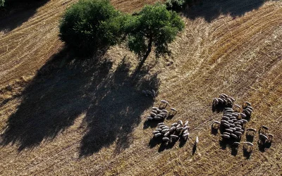 Άνοιξε η εφαρμογή Transpay της ΑΑΔΕ για τις πληρωμές αγροτικών ενισχύσεων