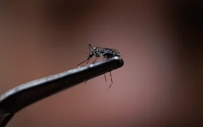 Η Αττική στο επίκεντρο της έξαρσης του ιού του Δυτικού Νείλου