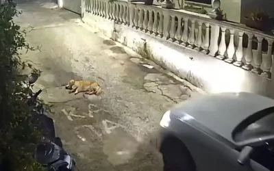 Οργή στην Κέρκυρα για τον οδηγό που πάτησε και σκότωσε σκύλο που κοιμόταν