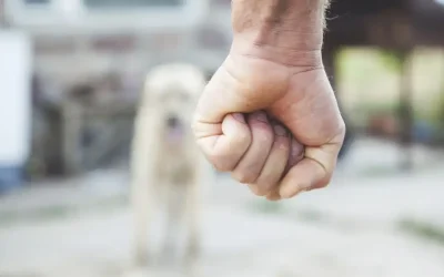Παρά τους αυστηρούς νόμους, η βία κατά των ζώων συνεχίζεται: Το κενό της πρόληψης