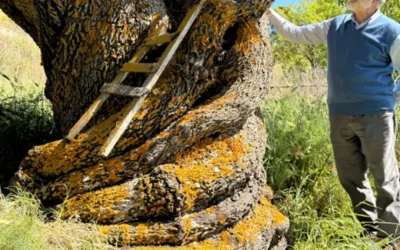 Σπάνιο αμυγδαλόδεντρο 500 ετών με σκάλα στον κορμό του εντοπίστηκε στη Σικελία