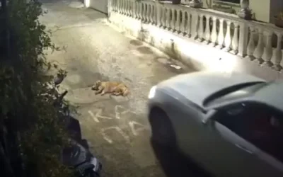 Στον εισαγγελέα ο οδηγός που κατηγορείται για τον θάνατο σκύλου στην Κέρκυρα