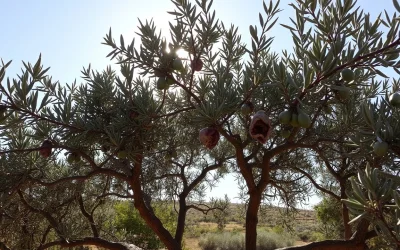 «Το κλάδεμα στη ζέστη αφήνει πληγές που δεν κλείνουν εύκολα», λέει γεωπόνος