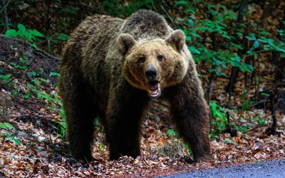 Τραγωδία στη Ρωσία: Αρκούδα επιτέθηκε σε 29χρονη κατασκηνώτρια στα όρη Αλτάι