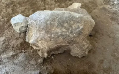 Ανακαλύφθηκαν 25 πέτρινες χελώνες 16.500 ετών σε σπήλαιο στην Τουρκία