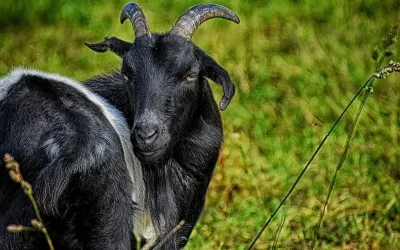 Επίθεση τράγων σε 77χρονο στη Σκύρο: Σοβαρά τραυματισμένος νοσηλεύεται