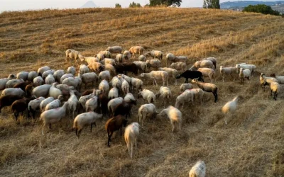 Κτηνοτρόφοι Λέσβου: «Όταν δεν έχεις πρόβατα, δεν χρειάζεται το αφορολόγητο»