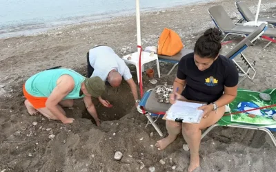 Μοναδική στιγμή στη Ρόδο: 79 χελωνάκια Caretta Caretta ξεπρόβαλαν κάτω από… ξαπλώστρα
