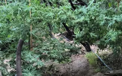 Πτολεμαΐδα: Εντοπίστηκε εργαστήριο καλλιέργειας ναρκωτικών – Μία σύλληψη