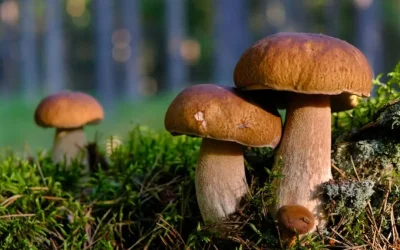 Πέντε άτομα στο νοσοκομείο του Βόλου μετά από κατανάλωση άγριων μανιταριών