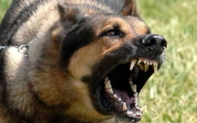 Βόλος: Αδέσποτα σκυλιά επιτέθηκαν και δάγκωσαν 7χρονο