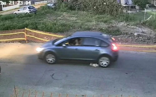 Γαστούνη: Ταυτοποιήθηκε η οδηγός που πάτησε και σκότωσε το αδέσποτο σκυλάκι