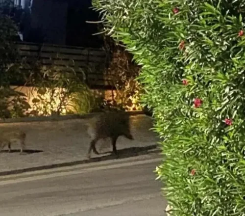 Ραφήνα: Αγριογούρουνα «κατέλαβαν» τη Λεωφόρο Μαραθώνος – Οδηγίες επιβίωσης για τους οδηγούς