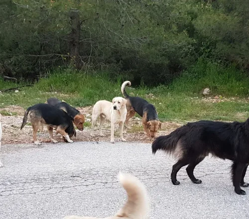 Γιώργος Λιάγκας: «Η γυναίκα του χαροπαλεύει στη ΜΕΘ και ζητά 1.000 ευρώ για συνέντευξη»