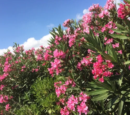 Οδηγίες του Υπουργείου Παιδείας: Προστασία από την τοξικότητα της πικροδάφνης