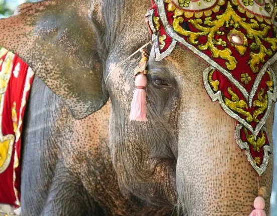 Ινδία: Σοκαριστικό βίντεο δείχνει ελέφαντα να εκσφενδονίζει άνδρα σε θρησκευτικό φεστιβάλ