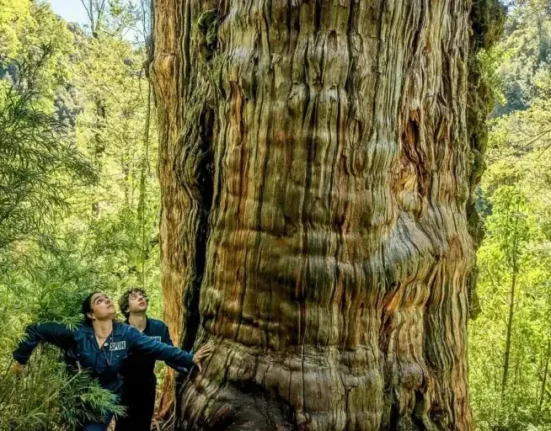 Το Μυστικό των Αιώνων: Η συγκλονιστική ανακάλυψη κάτω από τις ρίζες ενός από τα αρχαιότερα δέντρα του κόσμου