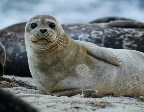 Μωρά φώκιες κοιμούνται σε σπηλιά στην Αλόννησο: Η φωτογραφία που συγκίνησε το διαδίκτυο