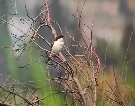 Πινακίδα απειλεί τους κατοίκους με φυλάκιση για τάισμα πουλιών: «Εξωφρενικό» και παράνομο