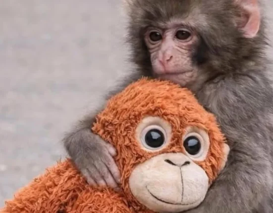 Γιατί μας άγγιξε όλους ο Punch που κυκλοφορούσε με το λούτρινο ουρακουτάγκο; Ψυχολόγος εξηγεί τους λόγους