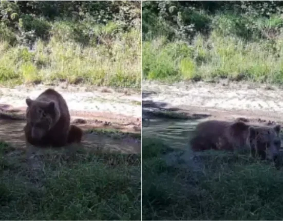 Καφέ αρκούδα απολαμβάνει λασπόλουτρο στα Γρεβενά: Το βίντεο που έγινε viral