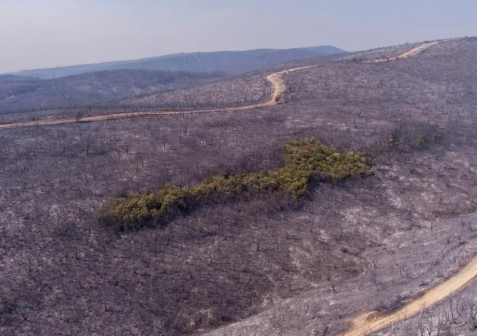 Χωρίς ενεργά μέτωπα η φωτιά στον Έβρο - Στάχτη 935.000 στρέμματα