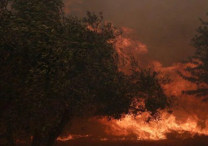 Πέρασαν στον Εθνικό Δρυμό της Πάρνηθας οι φλόγες. Εκκένωση της Αγίας Παρασκευής. Καίγονται σπίτια