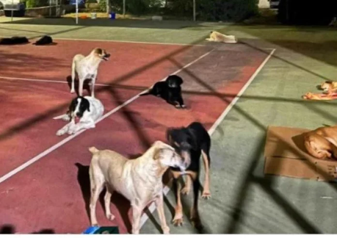 Στο Δημοτικό Καταφύγιο Λάρισας τα ζώα από τις πληγείσες περιοχές της Θεσσαλίας