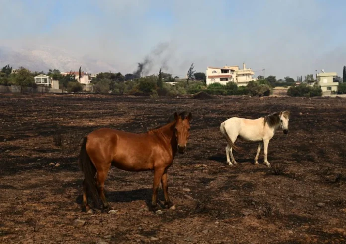 Φωτιές: Δεκάδες ζώα χάθηκαν στις φλόγες - Δραματικές επιχειρήσεις διάσωσης τους