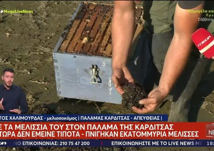 Καρδίτσα: Δεν έμεινε τίποτα από τα μελίσσια του – Πνίγηκαν εκατομμύρια μέλισσες