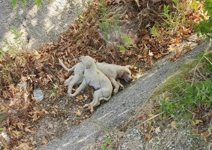 Χαλκιδική: Πέταξε δυο κουτάβια σε τσουβάλι στη μέση του δρόμου για να τα πατήσουν αυτοκίνητα